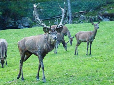 Tier- und Freizeitpark Steinwasenpark bei Oberried