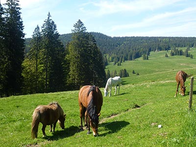 Auch die Pferde fühlen sich hier wohl