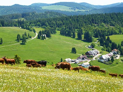 Kühe auf den saftigen Weiden rund um Todtnauberg